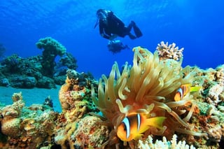 Egypte principales attractions plongée mer Rouge